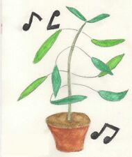 SAMEN Exot Saatgut Wintergarten Topfpflanze Zimmerpflanze TANZBLUME Topf Blume