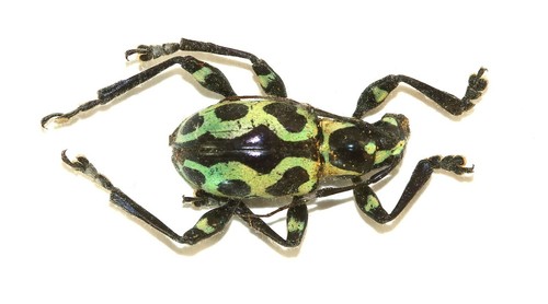 Coleoptera cerambycidae - coleoptera,,