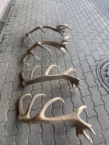 Xxl rotwild abwurfstange - xxl, |
