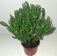 Geldbaum-Crassula Ovata-Gollum-Pfennigbaum-Zimmerpflanze