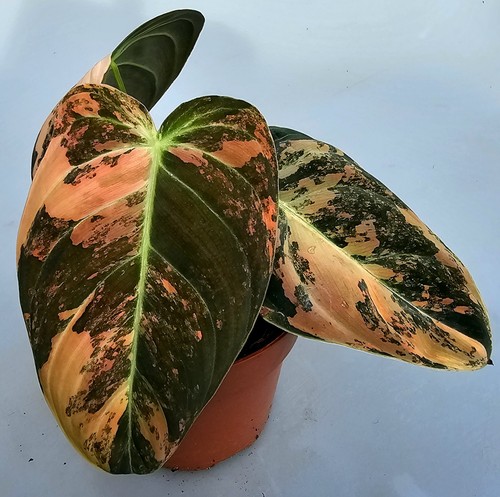 Philodendron melanochrysum - philodendron,