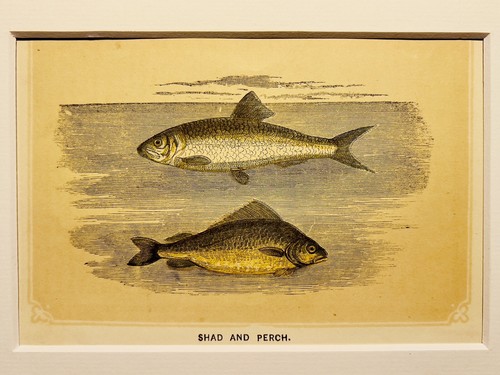 Shad und barsch fisching meer - und,