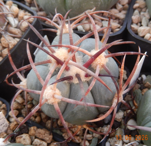 Echinocactus horizonthalonius