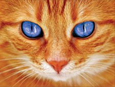 Diamond Painting Katzenaugen (UAB ArtiBalta) NEU/OVP