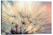 Leinwandbild Pusteblume