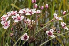 Butomus umbellatus - Blumenbinse,  7 Pflanzen