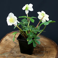 Christrose Helleborus niger Pflanze winterhart Staude