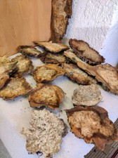 Pappel Maser 5Kg Poplar burl  Mapa Knolle mit Rinde