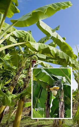 Winterharte banane musa - winterharte, basjoo