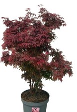 Roter fächerahorn acer - fächerahorn,