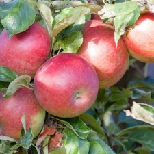 Säulen-Apfelbaum Mango -