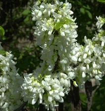 Hochstamm Chinesischer