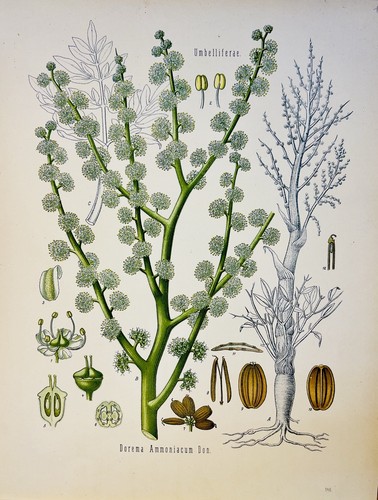 Dorema ammoniacum 1886 flora - dorema,