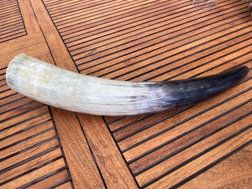 Blow cow horn bugel - cow,