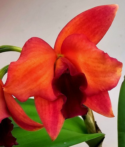 Orange rot blühende cattleya - rot,