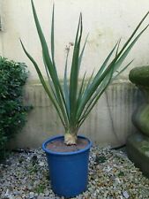 Yucca Palme Freilandpalme Pflanze winterhart bis ca -30°C Garten Balkon Terrasse