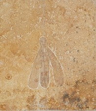 Fossil Libelle Plattenkalk Solnhofen Altmühltal Eichstätt