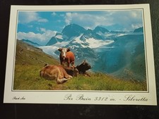 AK Pix Buin Silvretta Berg Berge Kuh Kühe Vorarlberg Ansichtskarte ungelaufen