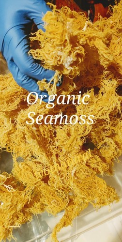 Sea moss bio - moss, sebi