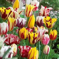 10 Stück Mischung Edel