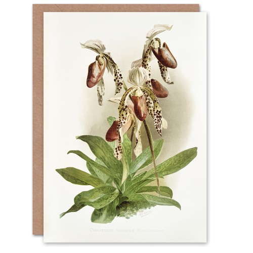 Frederick sander cypripedium - frederick,