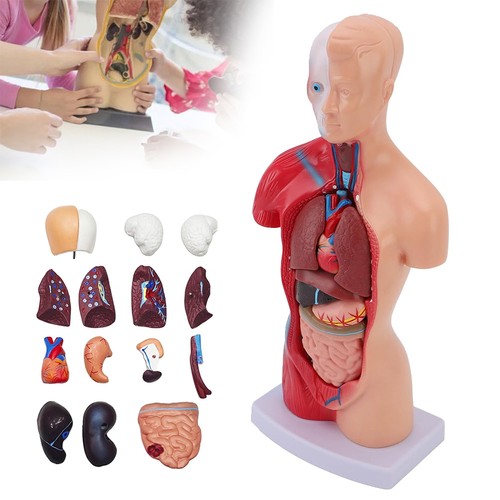 Körpermodell torso anatomie - torso,