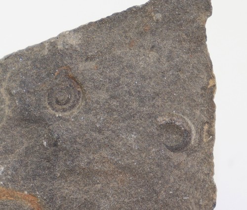 Schnecke euomphalus - schnecke,,