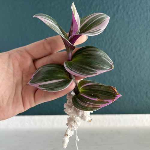 Tradescantia ableger - tradescantia, 1