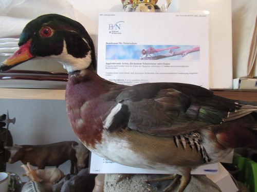 Präparat ente benötigt keine - ente,