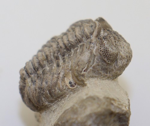 Trilobit geesops schlotheimi - trilobit,,