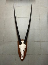 Antilopengeweih Geweih