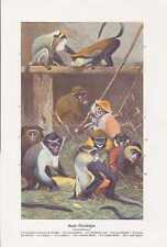 Bunte Meerkatzen Cercopithecus