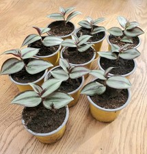 10× Ableger Im 9er Topf