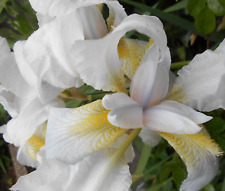 Iris Bartiris Schwertlilie Flieder Weiß 3 Jungpflanzen winterhart mehrjährig