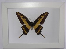 echter Schmetterling im