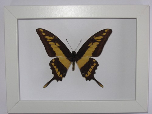 Echter schmetterling - echter, im