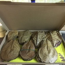 100 Stück Seemandelbaumblätter 10-15cm (ca. 100 Gramm) Terminalia Catappa Leaves