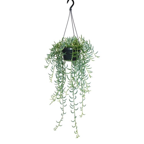 Senecio radicans - ,