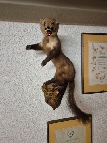 Steinmarder ausgestopft