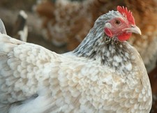 Bruteier (keine) von Zwerg -