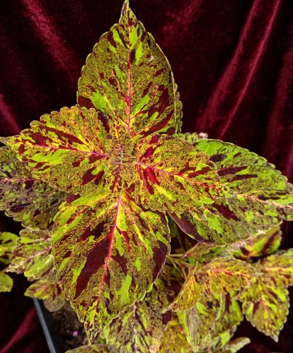 Coleus mosaik giant exhibition - mosaik,