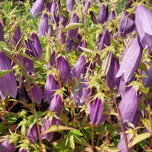 Glockenblume blauviolett