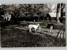 38052572 - 3257 Springe