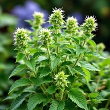 500 Samen Echte Katzenminze