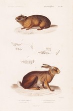 Lepus pusillus Hasen rabbits