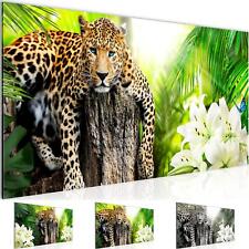Wandbild Afrika Leopard Bild