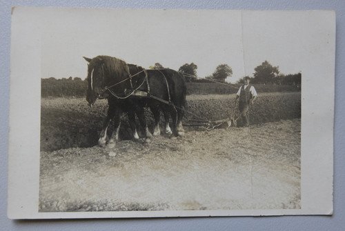 1763 orig foto - 1763/, pferd,