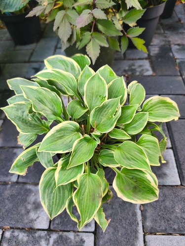 Hosta funkie veronica lake - hosta,