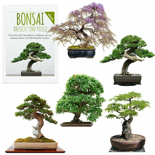 Bonsai samen zur anzucht des - samen,