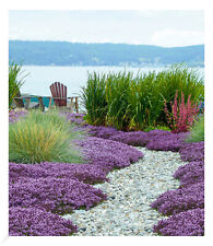 Scharlachroter Feld-Thymian,3 Pflanzen